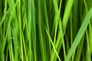 grass green