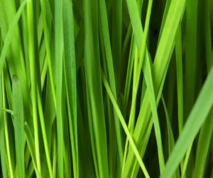 The grass looks greener on the other side