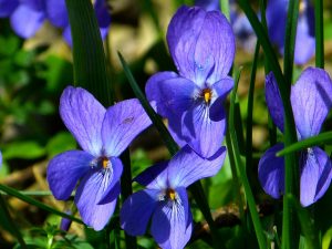shrinking violet