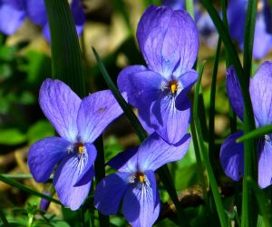 Shrinking Violet