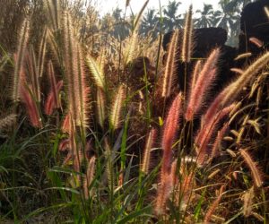 #MondayMusings : On New Year’s Day