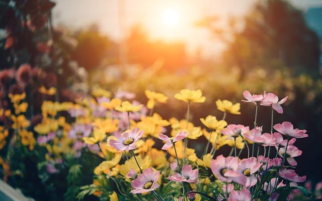 garden of life