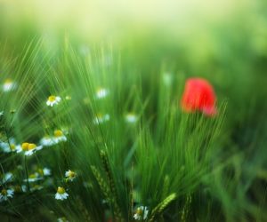 #AtoZChallenge : Duende