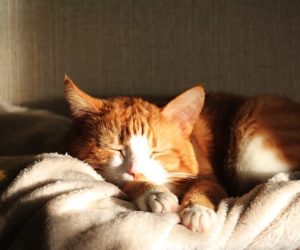 #WednesdayVerses : Siesta