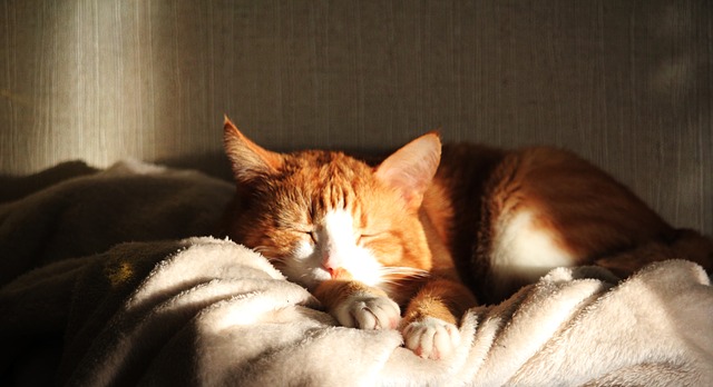 Siesta